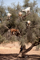 Goats