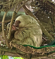 Flowers & Sloth Sanctuary